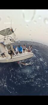 Blauer Marlin 260 kg !!! White Marlin Gran Canaria