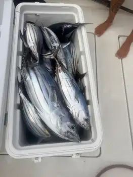 ¡¡¡Muchos, muchos atunes barriletes!!! White Marlin Gran Canaria