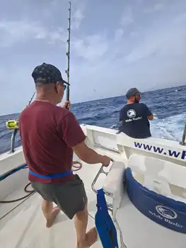 ¡¡¡Muchos, muchos atunes barriletes!!! White Marlin Gran Canaria