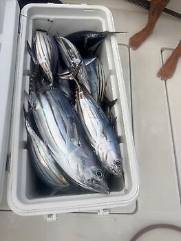 Många, många skipjack-tonfiskar!!! White Marlin Gran Canaria