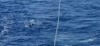 Blauwe marlijn +300kg - White Marlin Gran Canaria