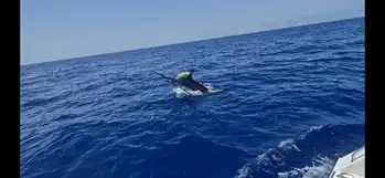 Blauer Marlin +300kg White Marlin Gran Canaria