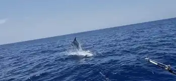 Blauer Marlin +300kg White Marlin Gran Canaria
