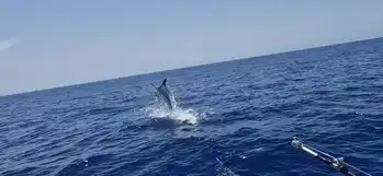 Blauer Marlin +300kg White Marlin Gran Canaria