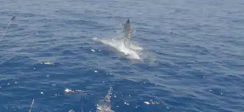 Blauer Marlin +300kg White Marlin Gran Canaria