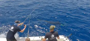 Blauer Marlin +300kg White Marlin Gran Canaria