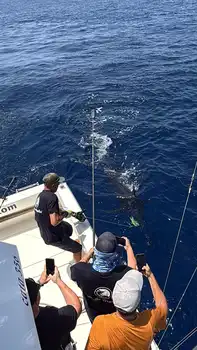 Blauer Marlin +300kg White Marlin Gran Canaria