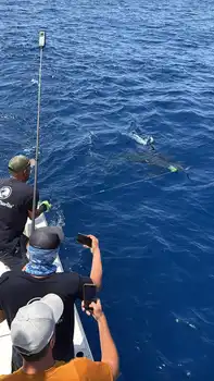 Blauer Marlin +300kg White Marlin Gran Canaria