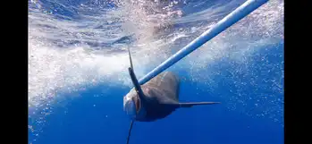 Blauer Marlin +300kg White Marlin Gran Canaria