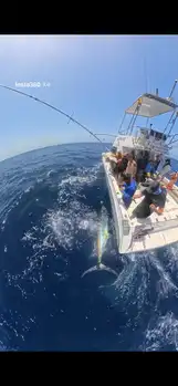 Blauer Marlin +300kg White Marlin Gran Canaria