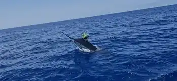 Blauwe marlijn meer dan 300kg!!! - White Marlin Gran Canaria