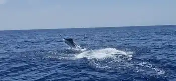 Blauwe marlijn meer dan 300kg!!! White Marlin Gran Canaria