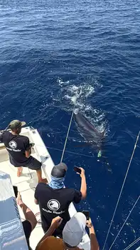 Blauwe marlijn meer dan 300kg!!! White Marlin Gran Canaria