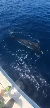 Blauwe marlijn meer dan 300kg!!! White Marlin Gran Canaria