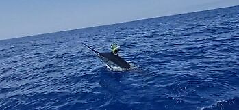 Blå marlin mer enn 300 kg!!! White Marlin Gran Canaria