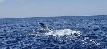 Blå marlin mer enn 300 kg!!! White Marlin Gran Canaria