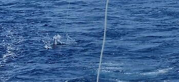 Blå marlin mer enn 300 kg!!! White Marlin Gran Canaria