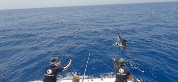 Blå marlin mer enn 300 kg!!! White Marlin Gran Canaria