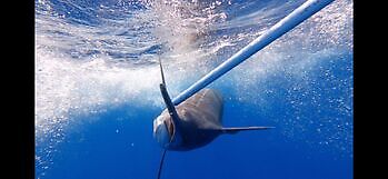 Blå marlin mer enn 300 kg!!! White Marlin Gran Canaria
