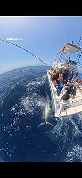 Blå marlin mer enn 300 kg!!! White Marlin Gran Canaria