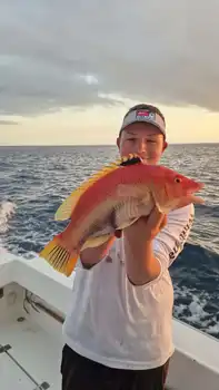 Barracuda, rød snapper, ravfisk……. White Marlin Gran Canaria