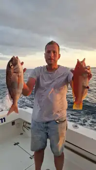 Barracuda, rød snapper, ravfisk……. White Marlin Gran Canaria