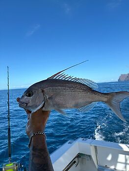 Barracuda, röd snapper, röntgenfisk……. White Marlin Gran Canaria