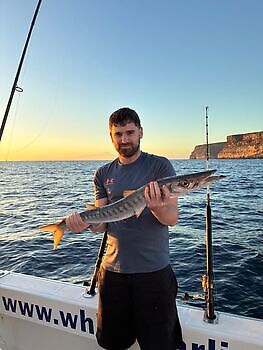 Barracuda, röd snapper, röntgenfisk……. White Marlin Gran Canaria