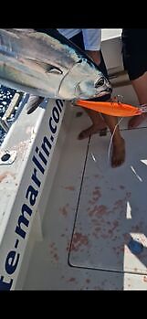 Wahoo, röda snappers, röntgenfiskar, barracudor, kungsfiskar…. White Marlin Gran Canaria