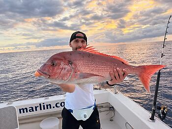 Barracudas,Red Snappers,Atlantic Tuna White Marlin Gran Canaria