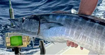 Woche juhu!!! White Marlin Gran Canaria