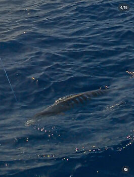 Week Wahoo!!! White Marlin Gran Canaria