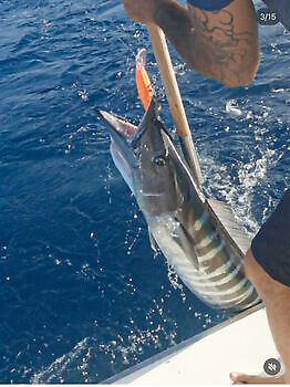 Week Wahoo!!! White Marlin Gran Canaria