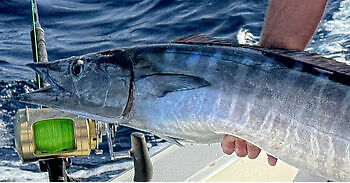 Week Wahoo!!! White Marlin Gran Canaria