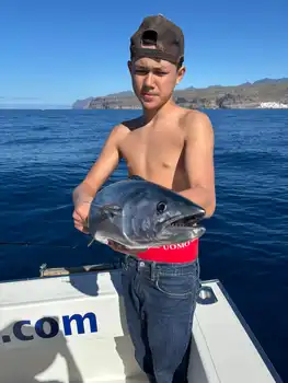 Atún del Atlántico, barracudas, ¡¡buenos días!! White Marlin Gran Canaria
