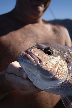 Atlantisk tunfisk, barracudaer, store røde snappere!!! White Marlin Gran Canaria