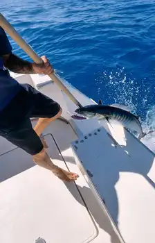 Perfect Sunday,wahoooo White Marlin Gran Canaria