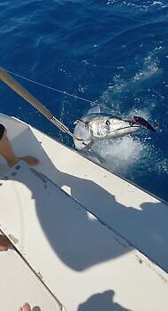 Wahoo White Marlin Gran Canaria