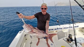 Store røde snappere, wahoo, atlantisk tunfisk White Marlin Gran Canaria