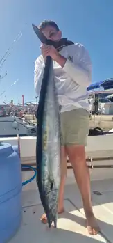 Wahoo, Atlantischer Thunfisch, Wind … White Marlin Gran Canaria