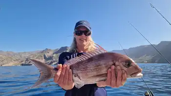Rote Schnapper, Atlantischer Thunfisch, Barrakudas White Marlin Gran Canaria