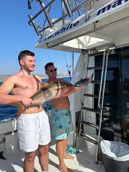 Wahoooo, Bernsteinmakrelen, Atlantischer Thunfisch… White Marlin Gran Canaria