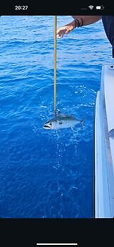 Pargos rojos grandes, atún del Atlántico White Marlin Gran Canaria