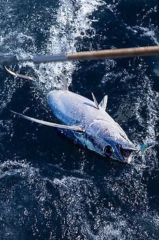 Albacores!! White Marlin Gran Canaria
