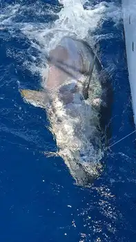 Bluefin Tuna 300kg - White Marlin Gran Canaria