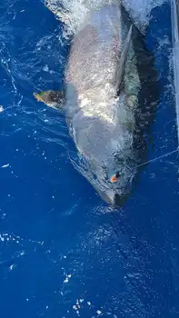 Bluefin Tuna 300kg White Marlin Gran Canaria