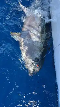 Bluefin Tuna 300kg White Marlin Gran Canaria