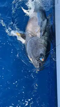 Bluefin Tuna 300kg White Marlin Gran Canaria
