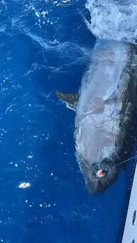 Bluefin Tuna 300kg White Marlin Gran Canaria