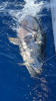 Blauwvintonijn 300 kg White Marlin Gran Canaria